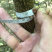 苦楝，苦楝种子，当年苗，1到5公分10万棵