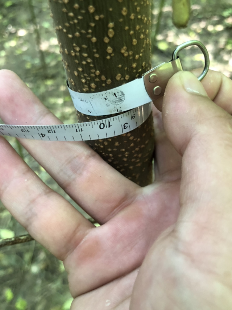 苦楝，苦楝种子，当年苗，1到5公分10万棵