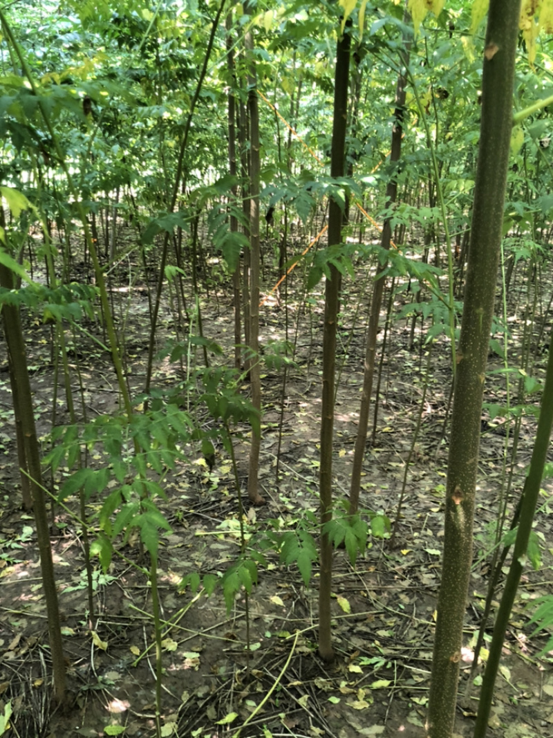 苦楝，苦楝种子，当年苗，1到5公分10万棵