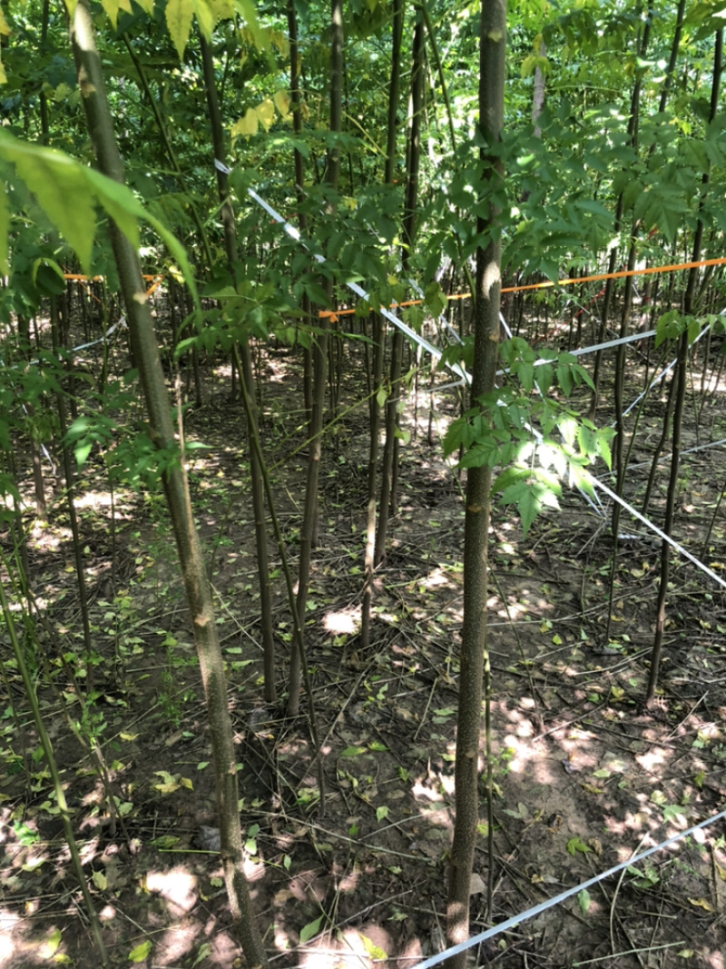 苦楝，苦楝种子，当年苗，1到5公分10万棵