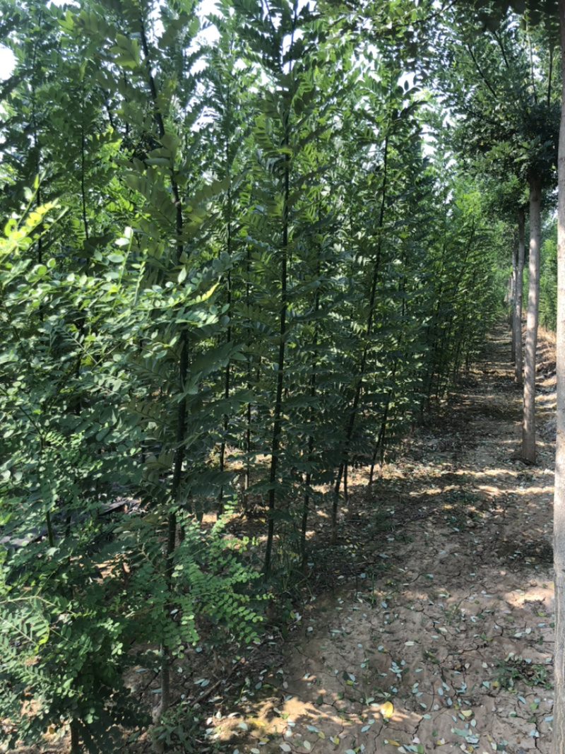 白蜡苗，速生白蜡1到5公分，20万棵当年苗