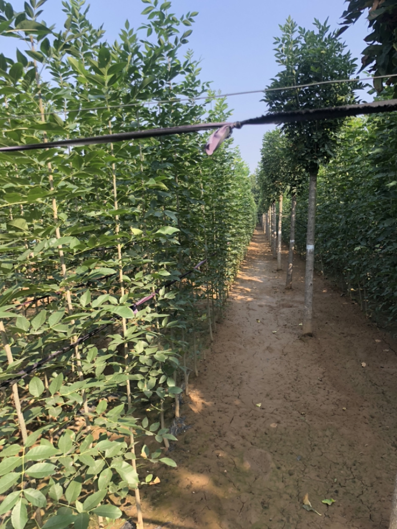 白蜡苗，速生白蜡1到5公分，20万棵当年苗