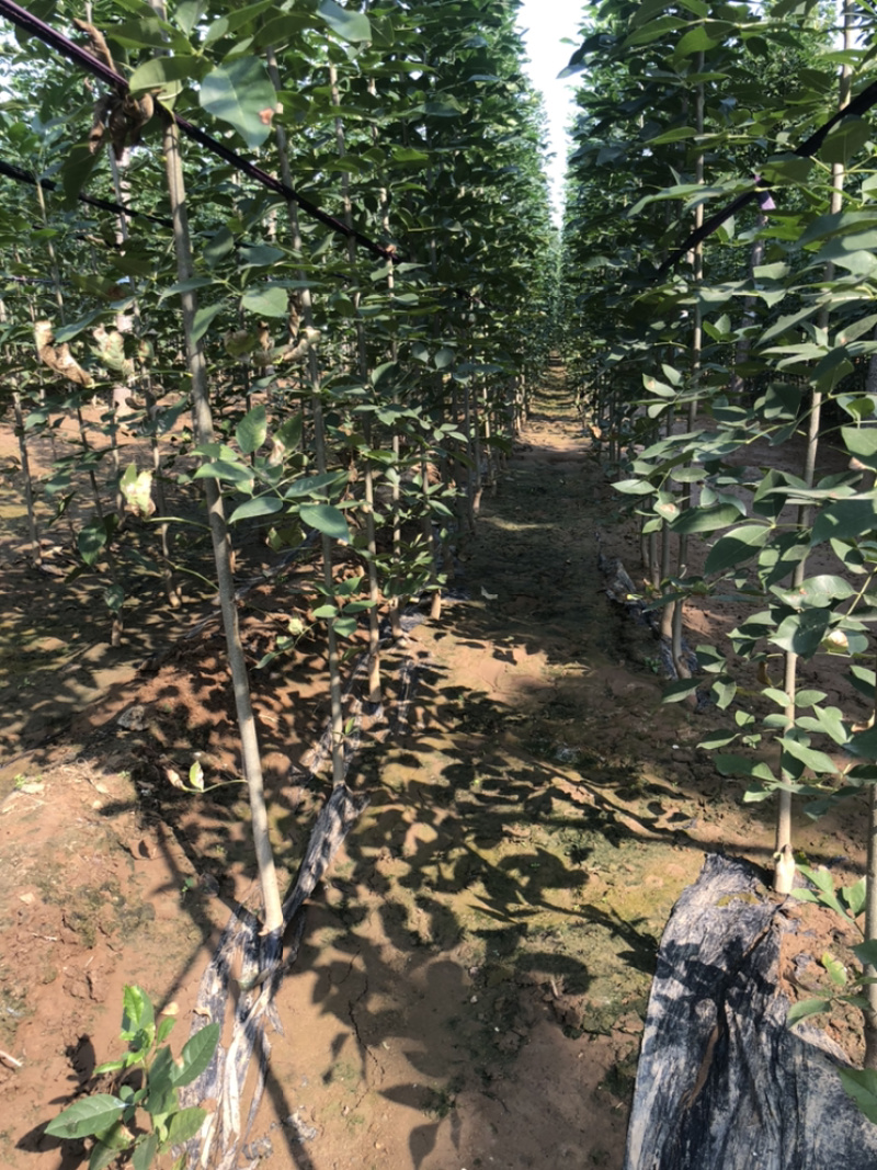 白蜡苗，速生白蜡1到5公分，20万棵当年苗