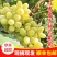 【冷链】新疆吐鲁番无核白葡萄新鲜水果现摘现发无籽马奶提