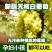 【冷链】新疆吐鲁番无核白葡萄新鲜水果现摘现发无籽马奶提