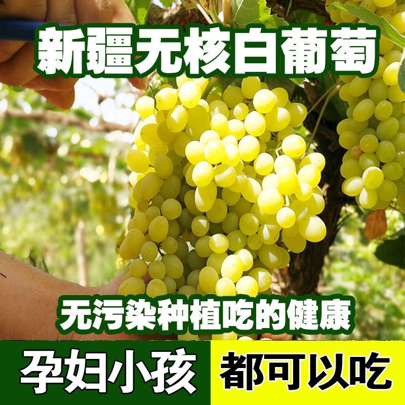 【冷链】新疆吐鲁番无核白葡萄新鲜水果现摘现发无籽马奶提