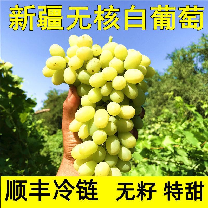 【冷链】新疆吐鲁番无核白葡萄新鲜水果现摘现发无籽马奶提