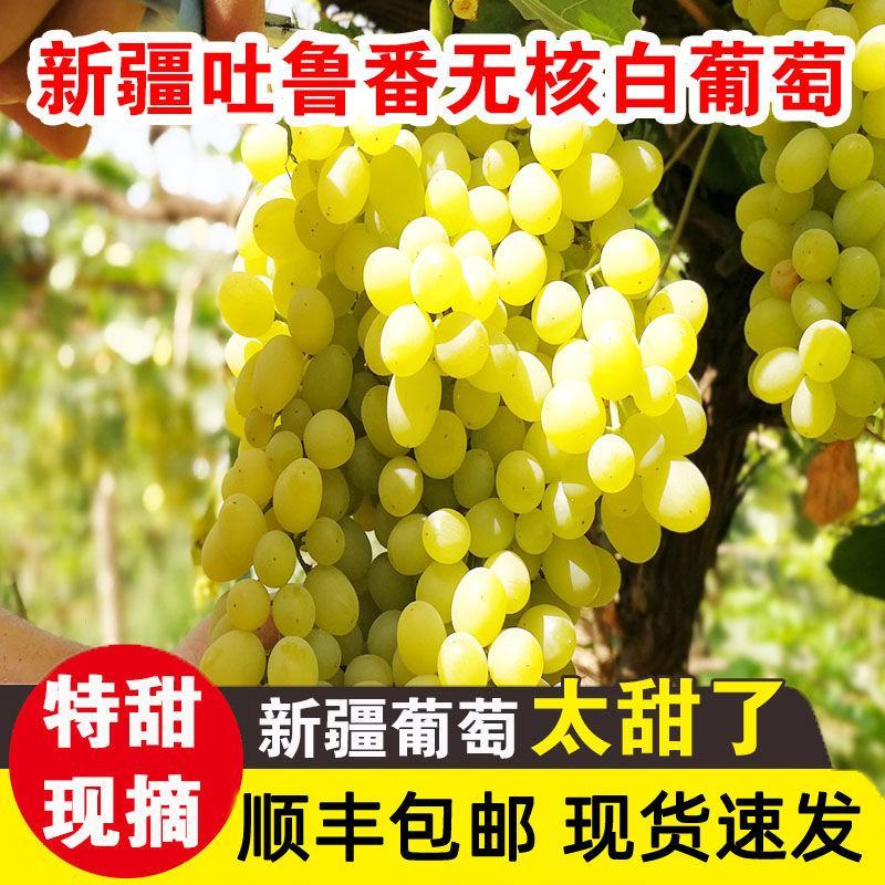 【冷链】新疆吐鲁番无核白葡萄新鲜水果现摘现发无籽马奶提