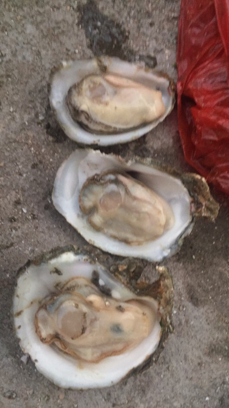 生蚝批发，钦州三墩大蚝