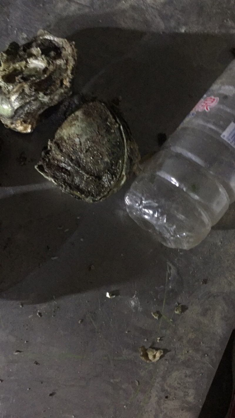 生蚝批发，钦州三墩大蚝