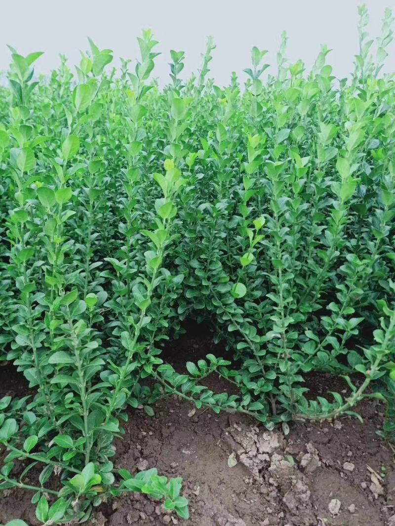 山西胶东卫矛，货源充足价格美丽