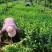 山西胶东卫矛，货源充足价格美丽
