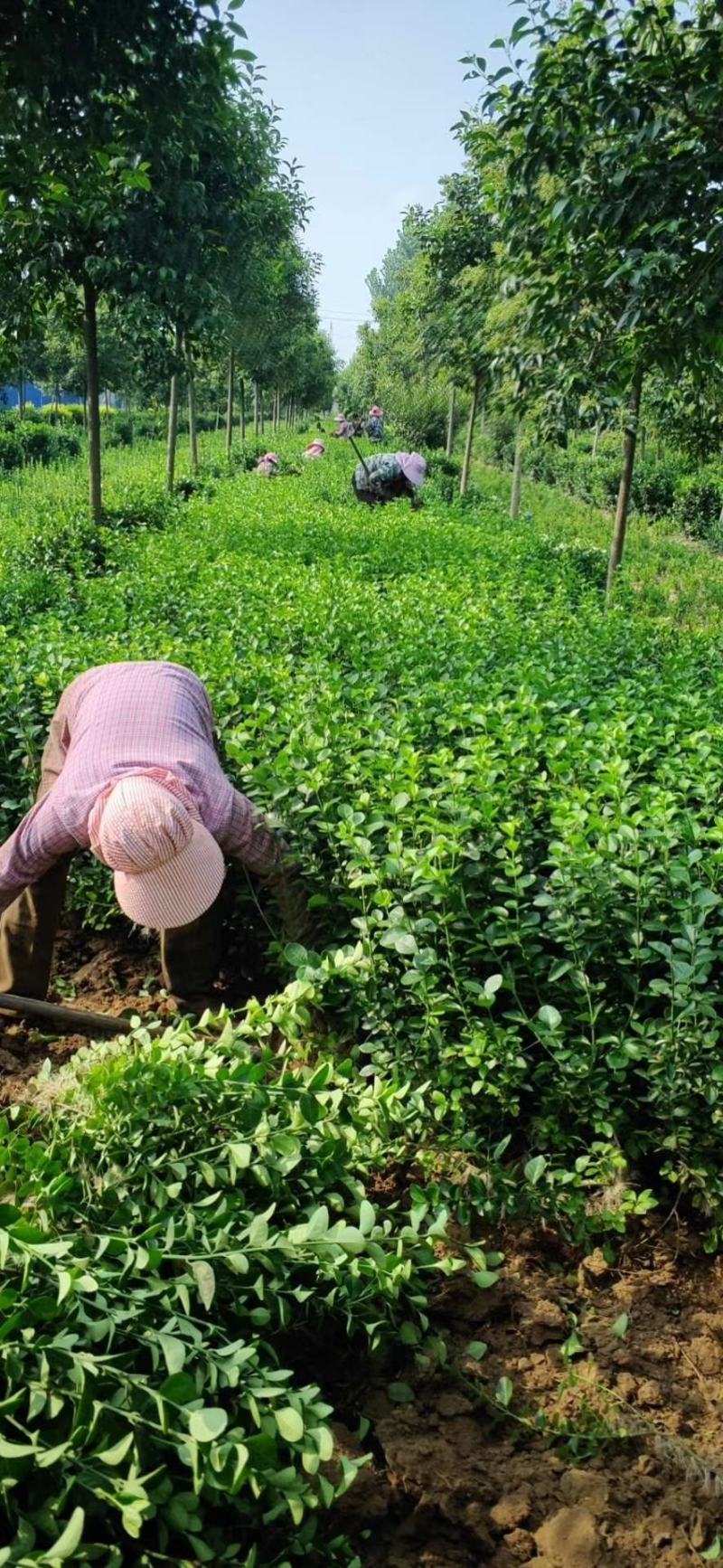 山西胶东卫矛，货源充足价格美丽