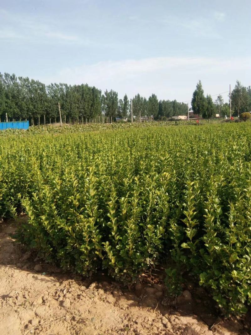 山西胶东卫矛，货源充足价格美丽