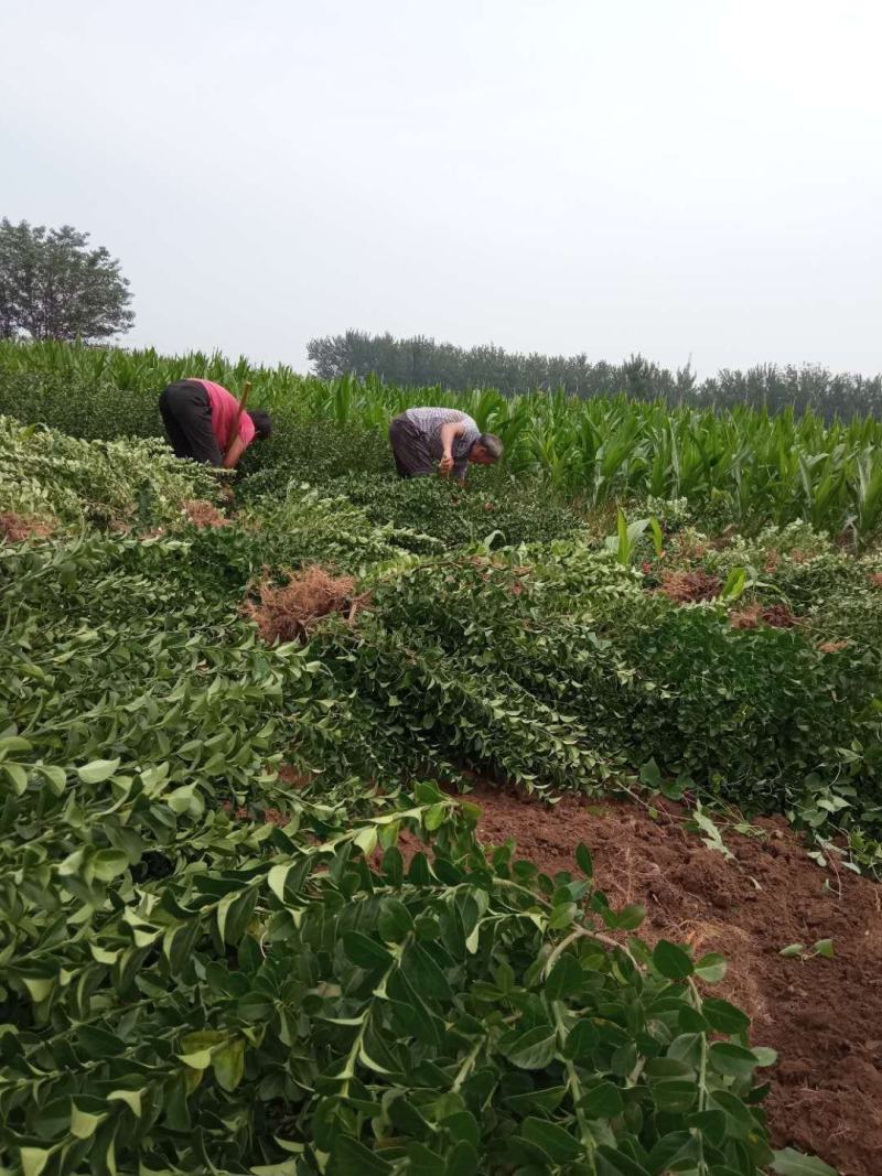 山西胶东卫矛，货源充足价格美丽