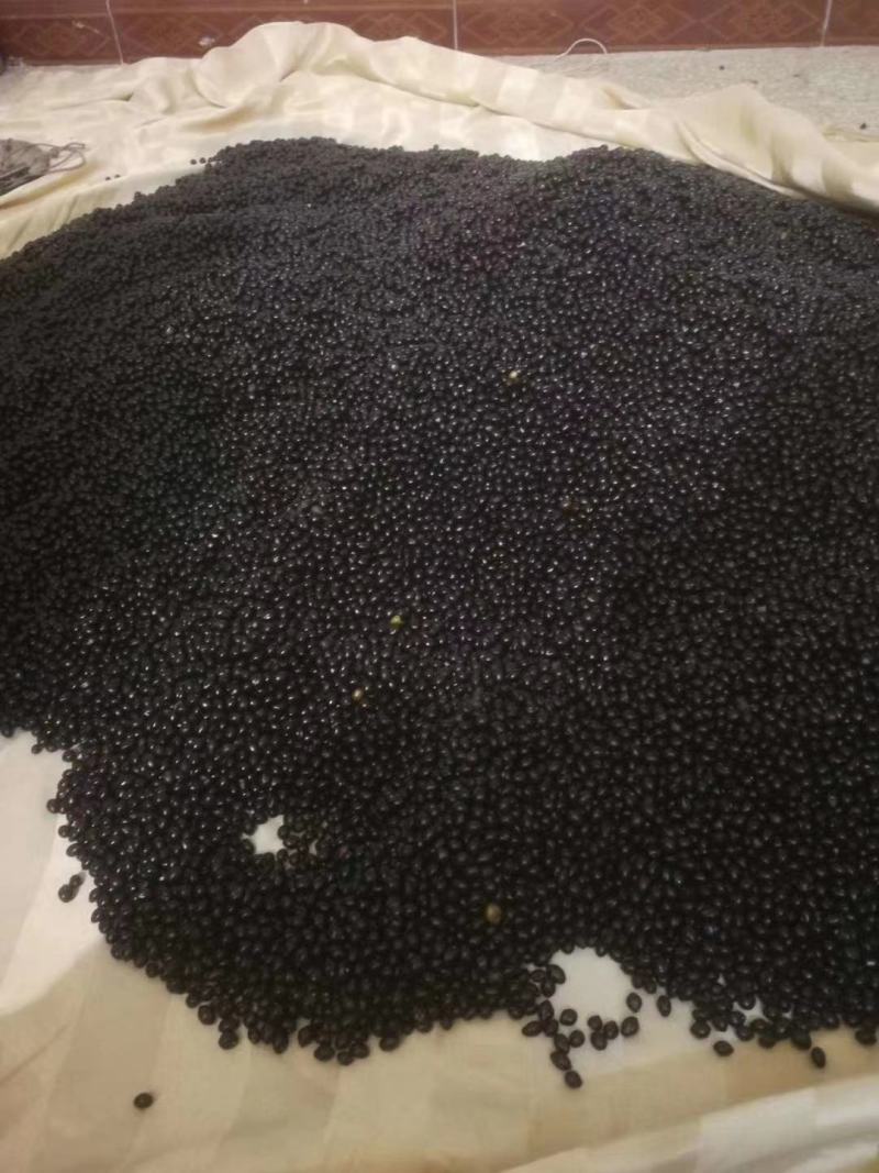 文山州优质山豆根种子
