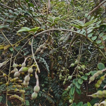 文山州优质山豆根种子