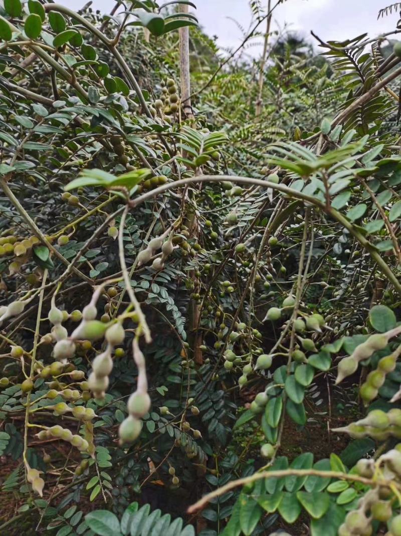 文山州优质山豆根种子