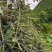 文山州优质山豆根种子