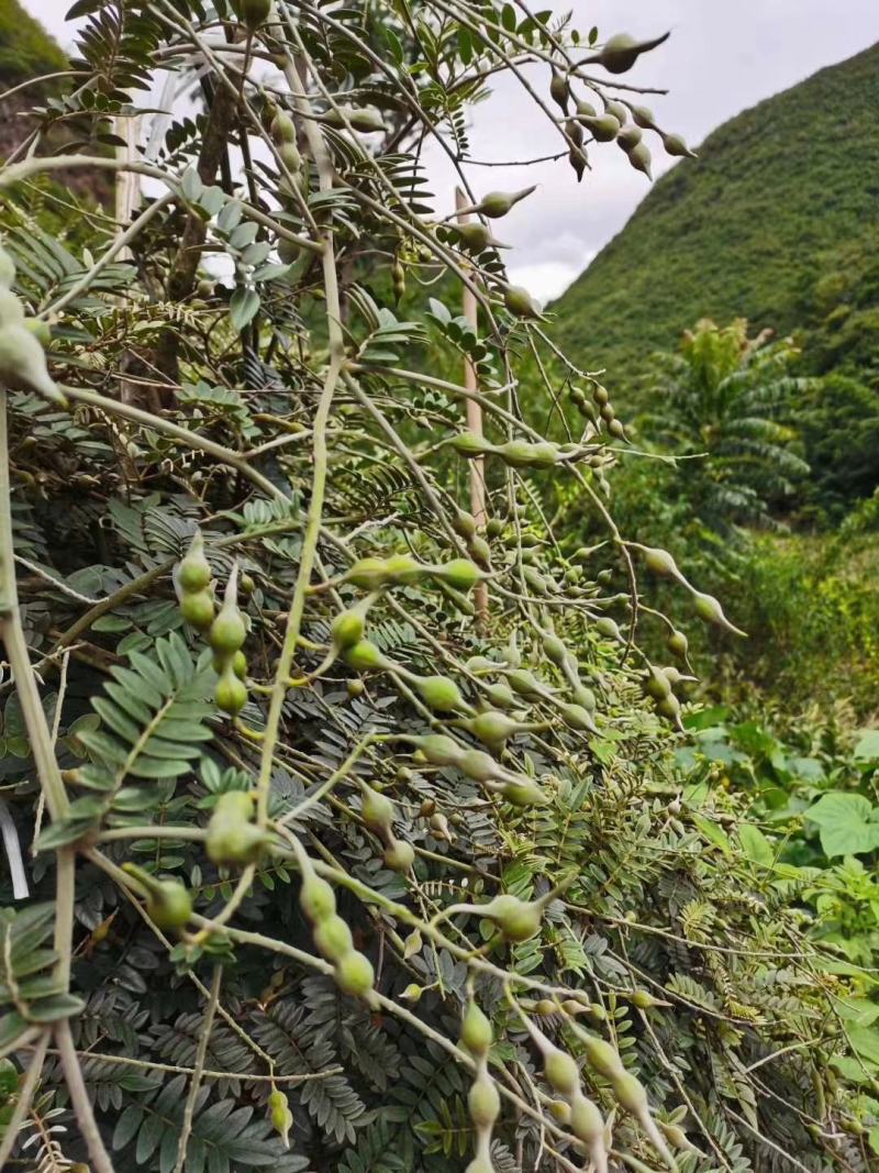 文山州优质山豆根种子