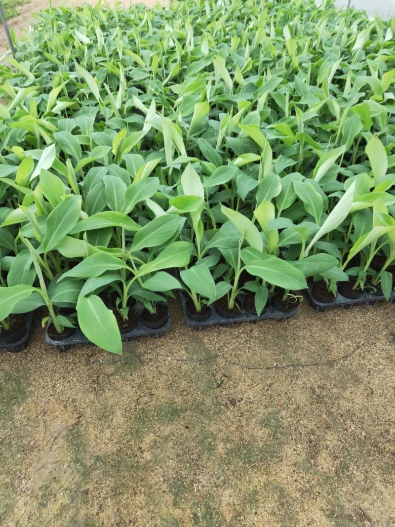 香蕉苗/粉蕉苗/巴西蕉苗/广粉蕉苗/苹果粉蕉/金粉一号蕉