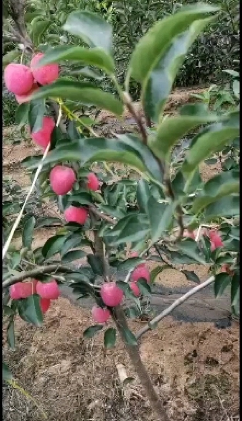 鸡心果树苗各种规格都有。鸡心果口感好，适应性强。