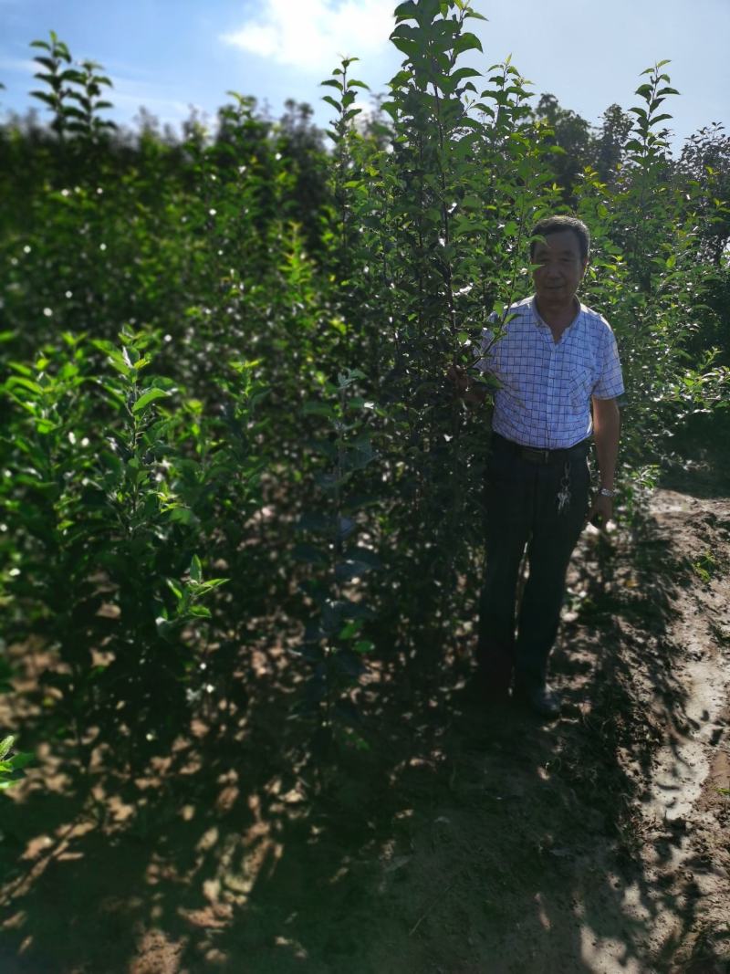 鸡心果树苗各种规格都有。鸡心果口感好，适应性强。