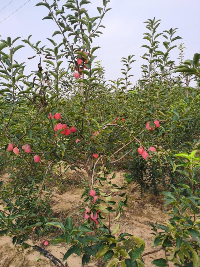 鸡心果树苗各种规格都有。鸡心果口感好，适应性强。