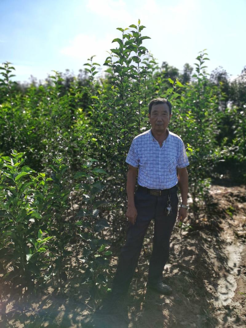 鸡心果树苗各种规格都有。鸡心果口感好，适应性强。