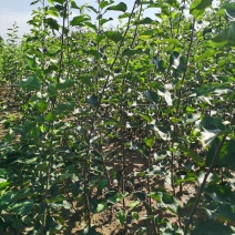 鸡心果树苗各种规格都有。鸡心果口感好，适应性强。