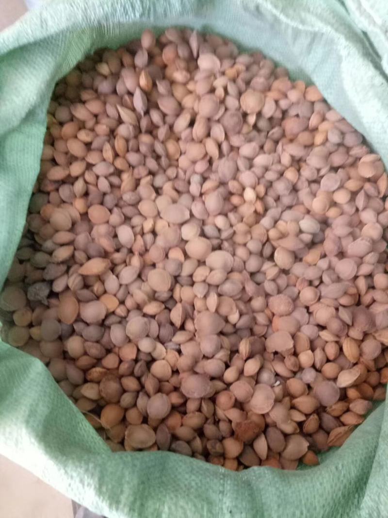 出售苦杏核，山桃种子有货