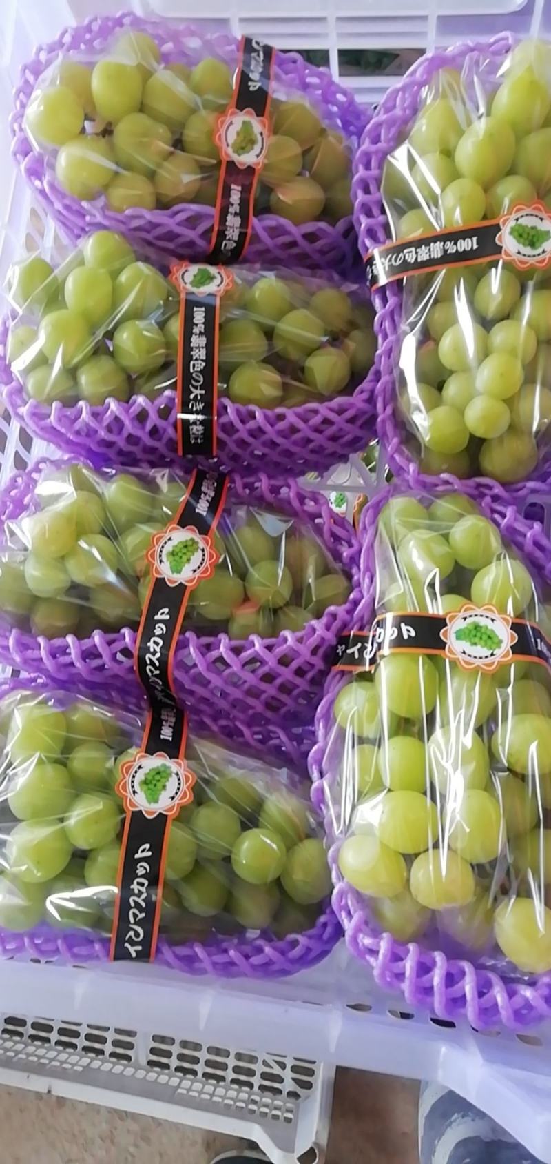 香印葡萄，已经熟了，欢迎采购商前来选购