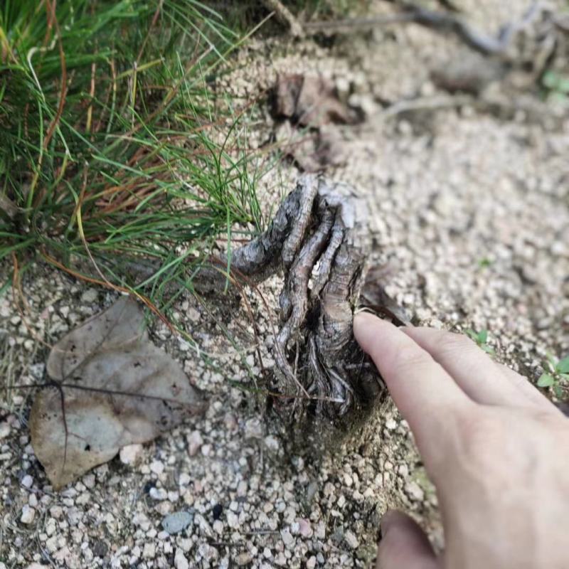 松黄山松提根黄山松童子功黄山松批发需要的联系