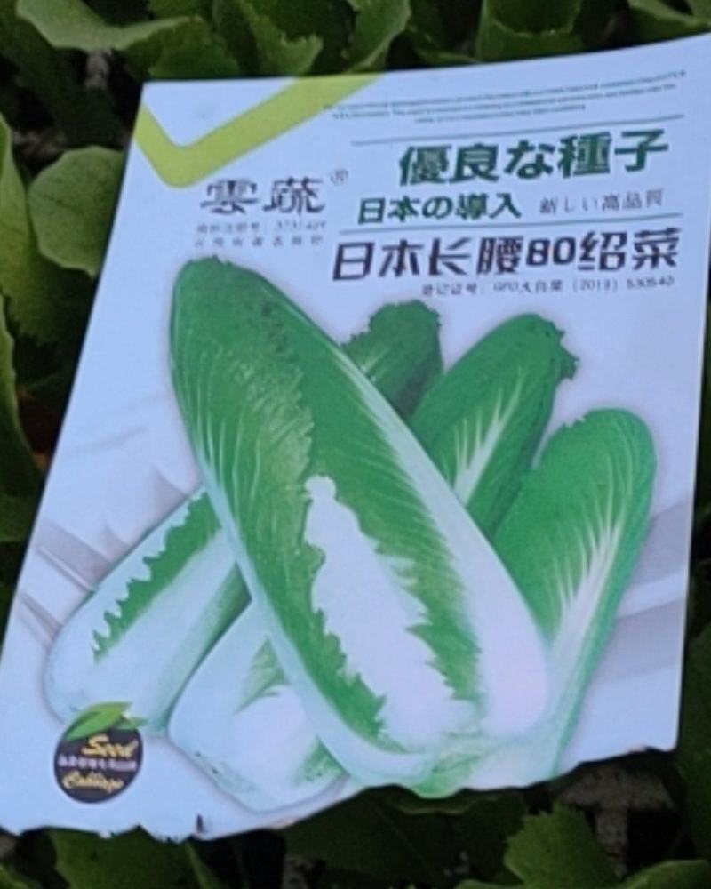 绍菜种苗，基地直供，有要的老板联系，品质保证，量大从优。