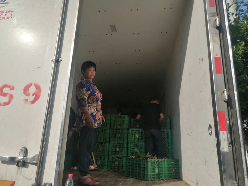 泸州龙眼，广东走起！