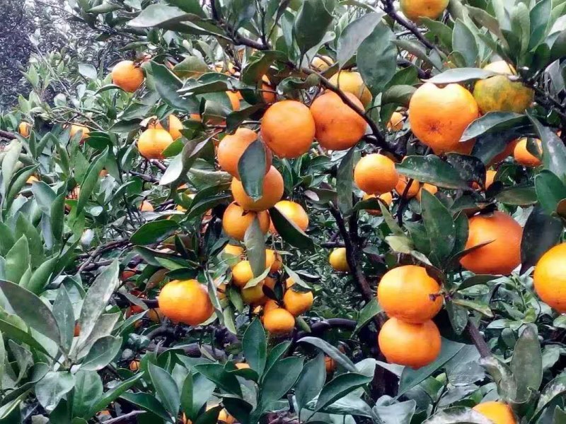 湖北特早蜜桔，早熟蜜桔高山蜜桔叶桔自家果园旡中间商。