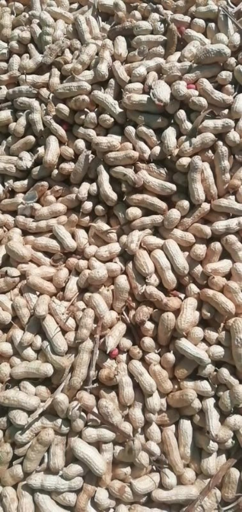 吉林优质花生干湿规格齐全基地直供欢迎各位朋友选购