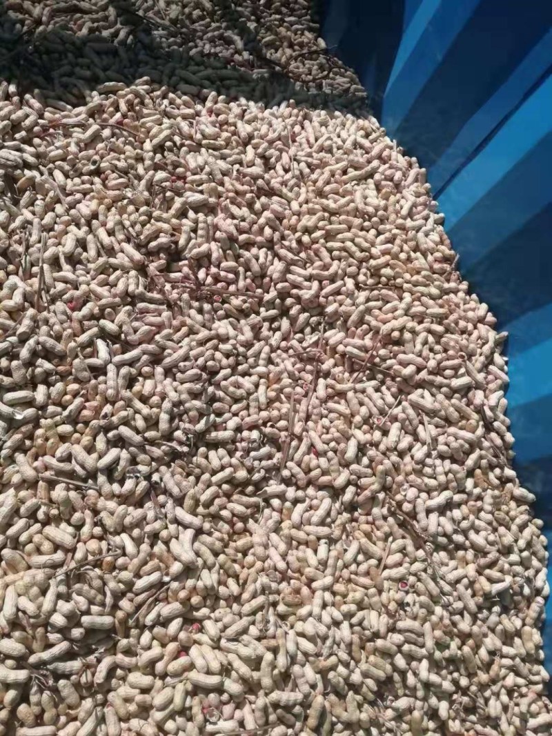 吉林优质花生干湿规格齐全基地直供欢迎各位朋友选购
