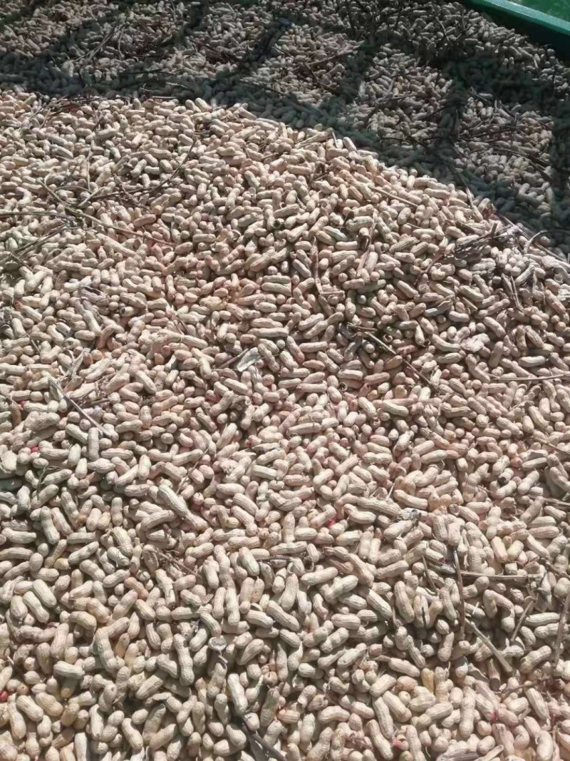 吉林优质花生干湿规格齐全基地直供欢迎各位朋友选购
