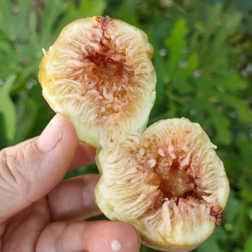 精品无花果树苗树形优美当年结果南方新鲜巨型波红特大无花果