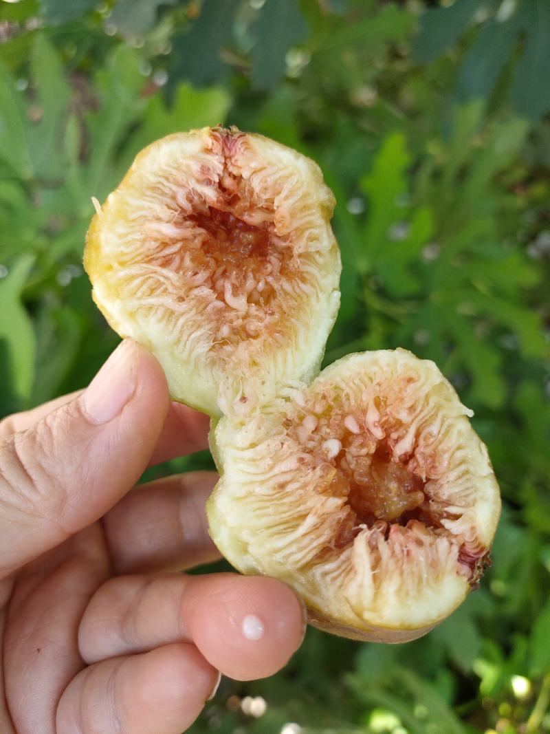精品无花果树苗树形优美当年结果南方新鲜巨型波红特大无花果
