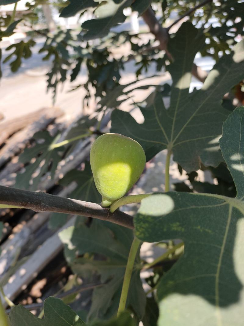 精品无花果树苗树形优美当年结果南方新鲜巨型波红特大无花果