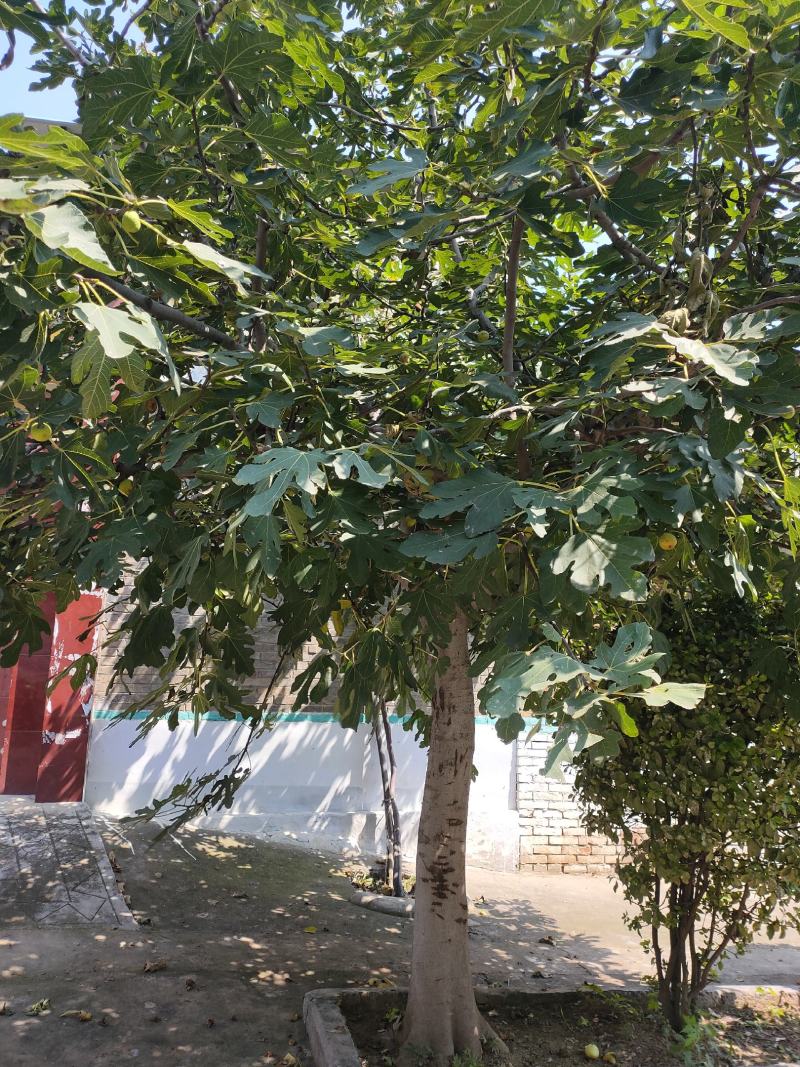 精品无花果树苗树形优美当年结果南方新鲜巨型波红特大无花果