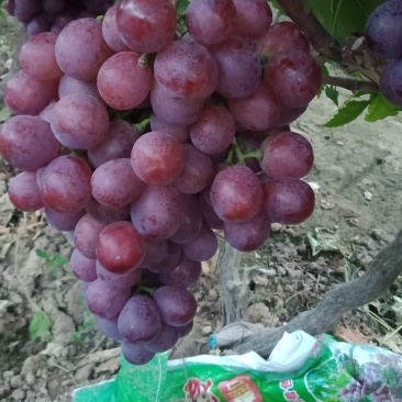 陕西精品红提欢迎参观品尝