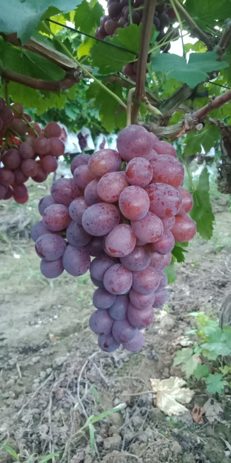 陕西精品红提欢迎参观品尝