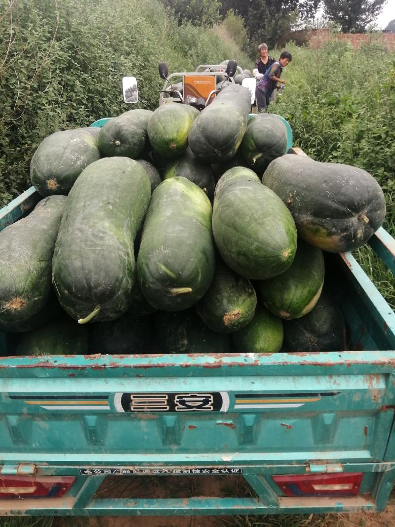 黑皮冬瓜千亩冬瓜基地大量供应:黑皮冬瓜质优价优