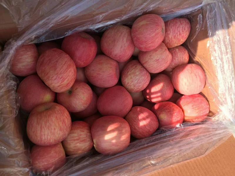 【好货】苹果山东红富士苹果价格便宜货源充足量大价优