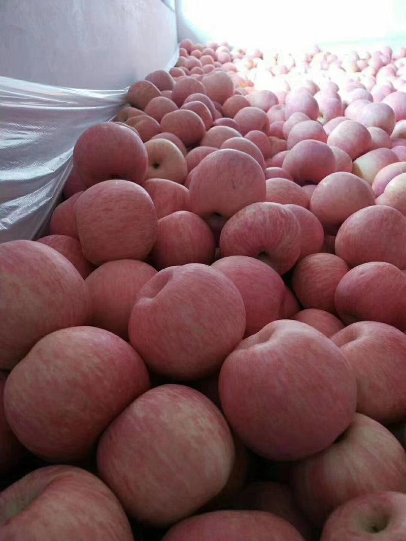 【好货】苹果山东红富士苹果价格便宜货源充足量大价优