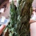 人参叶干度好纯青货不满意可以退换货