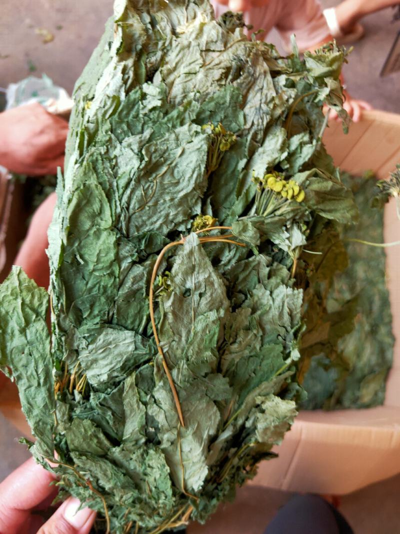 人参叶干度好纯青货不满意可以退换货